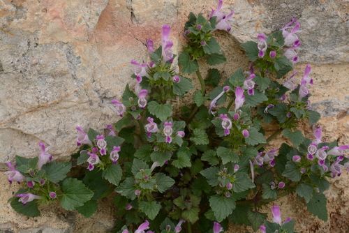 Image of Lamium garganicum by (c) Fethullah ÖZTÜRK, some rights reserved (CC BY)