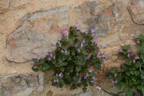 Image of Lamium garganicum by (c) Fethullah ÖZTÜRK, some rights reserved (CC BY)