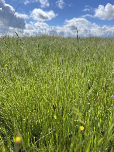 iNaturalist observation photo of Fescues