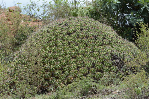 Ferocactus robustus