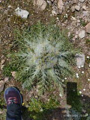 Cousinia eriophora (Cousinia eriophora)