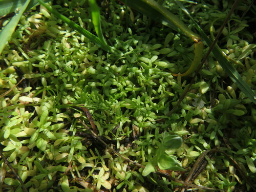 iNaturalist observation photo of Water Starworts
