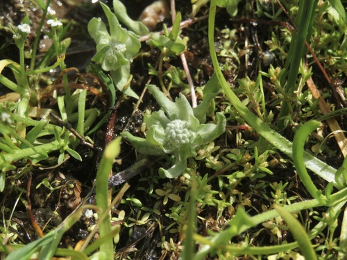 iNaturalist observation photo of dwarf woollyheads