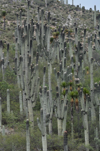 Image of Cephalocereus Macrocephalus (Cephalocereus macrocephalus) by (c) Rosario, some rights reserved (CC BY)