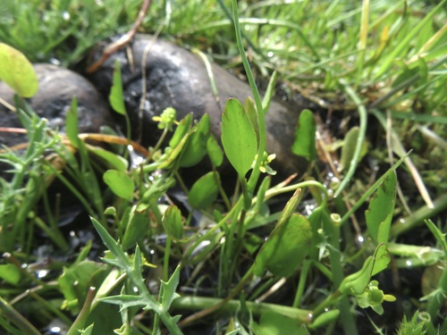 iNaturalist observation photo of buttercups
