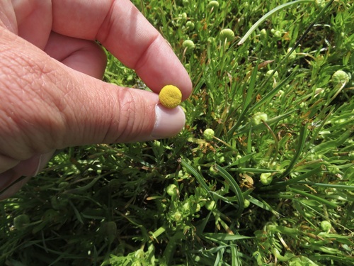 iNaturalist observation photo of Brass Buttons