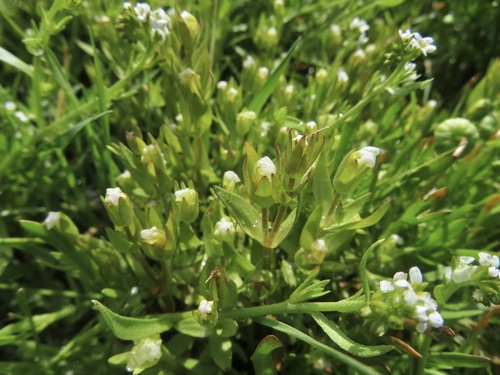 iNaturalist observation photo of bractless hedge-hyssop