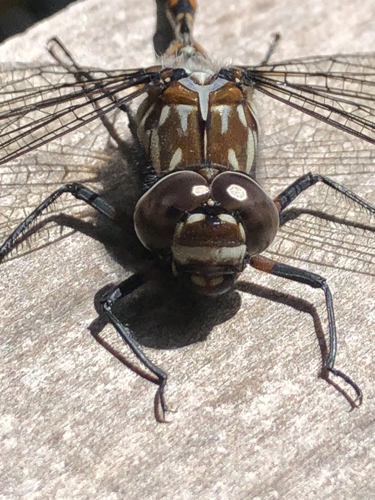 Lesser Tasmanian Darner