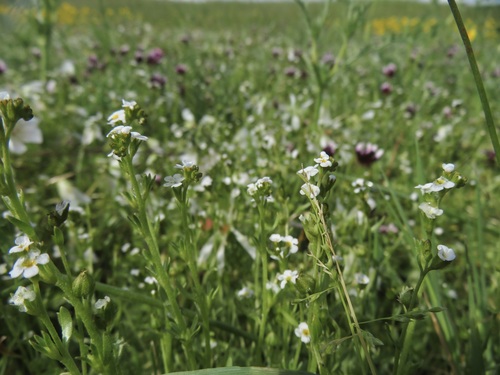 iNaturalist observation photo of Popcornflowers