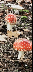 Amanita muscaria