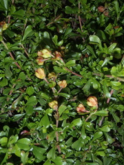 Hermannia flammea