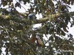 Aphelocoma wollweberi