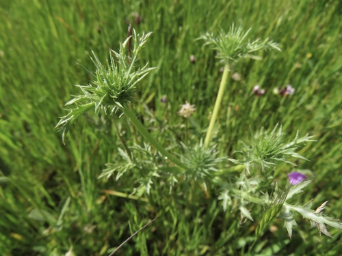 iNaturalist observation photo of Eryngos