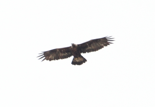 Águila real (Aquila chrysaetos)