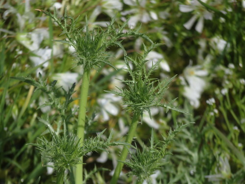 iNaturalist observation photo of Eryngos