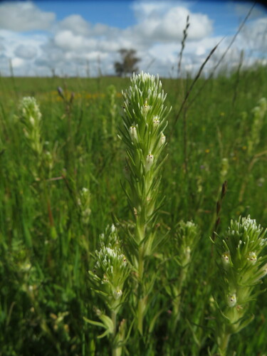 iNaturalist observation photo of valley tassels