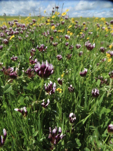 iNaturalist observation photo of white-tipped clover