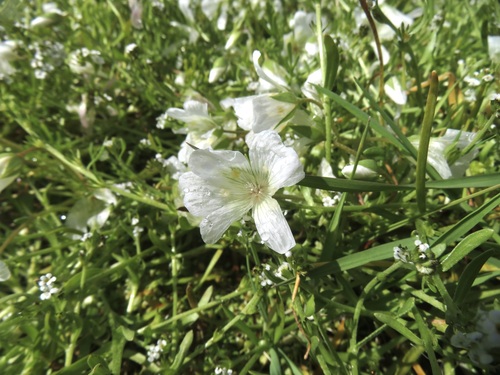 iNaturalist observation photo of Meadowfoams