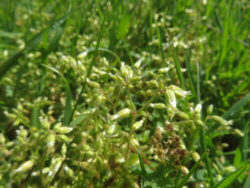 iNaturalist observation photo of Mouse-ear Chickweeds