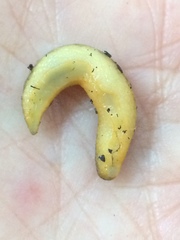 Chlamydephorus gibbonsi
