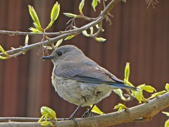 Sialia mexicana