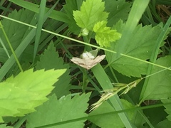 Digrammia ocellinata