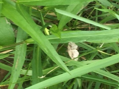 Digrammia ocellinata