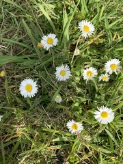 Bellis perennis