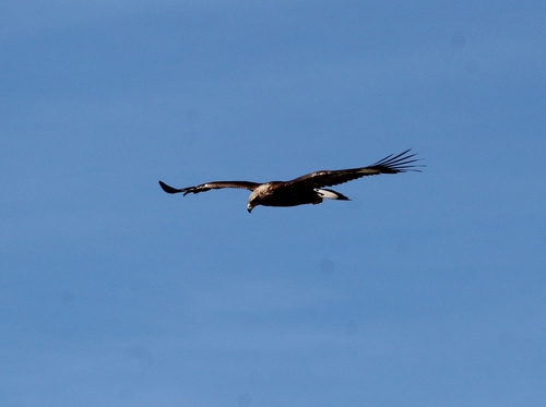 Águila real (Aquila chrysaetos)
