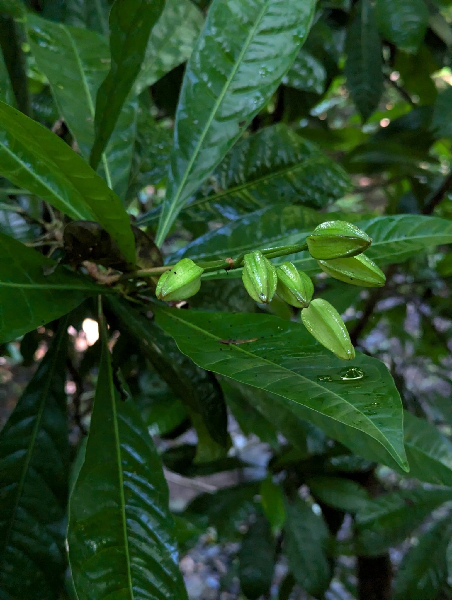 Erythrochiton gymnanthus