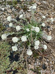 Smelowskia calycina, photograph Dina Julayeva, CC BY, iNaturalist via GBIF