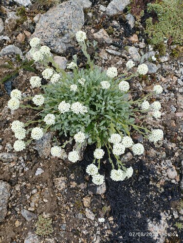 Alpine smelowskia (Smelowskia calycina)