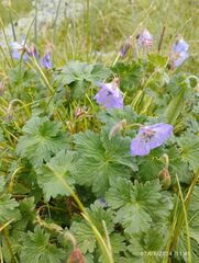 Geranium saxatile, photograph Dina Julayeva, CC BY, iNaturalist via GBIF