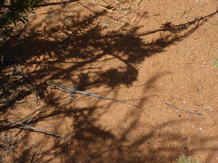 Aspidoscelis hyperythrus beldingi