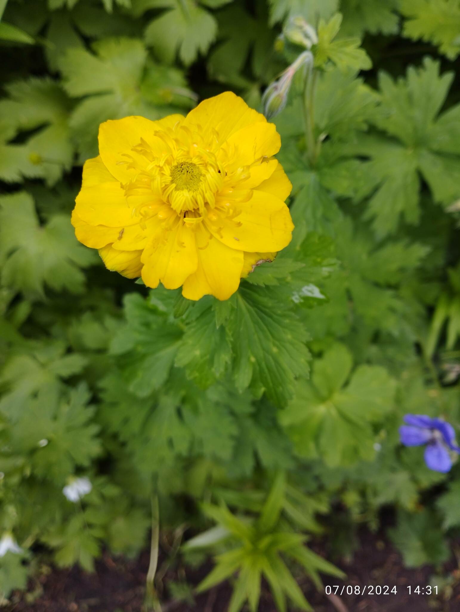 Trollius dschungaricus