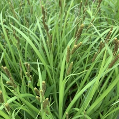 Carex shortiana
