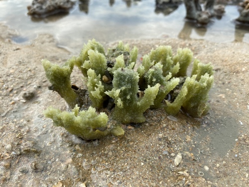 Amorphinopsis excavans