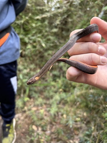Boulenger's Forest Snake