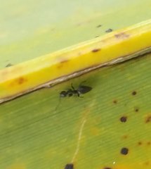 Technomyrmex difficilis