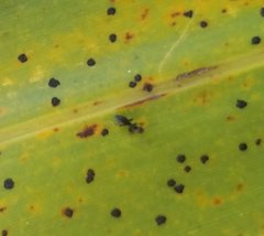 Technomyrmex difficilis