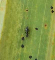 Technomyrmex difficilis