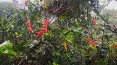 Marcgraviastrum mixtum