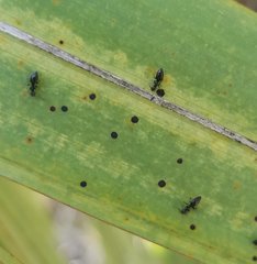 Technomyrmex difficilis