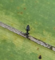 Technomyrmex difficilis