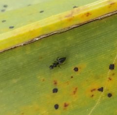 Technomyrmex difficilis