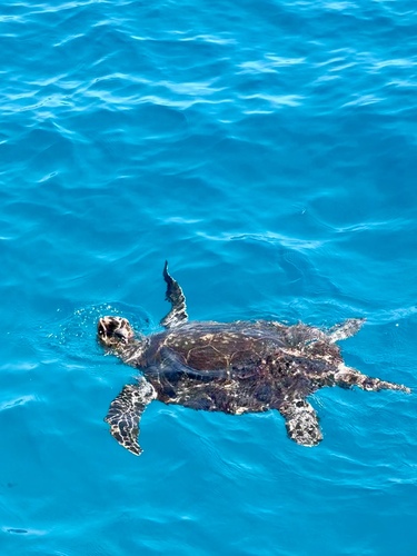 Hawksbill Sea Turtle — seen at this dive site