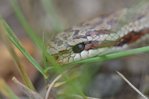 Zoige Ratsnake