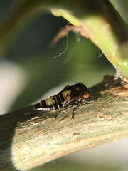 Rhytidodus decimusquartus
