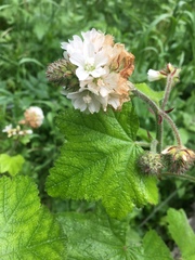 Sidalcea malachroides