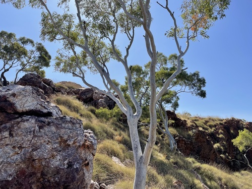 Ghost Gum
